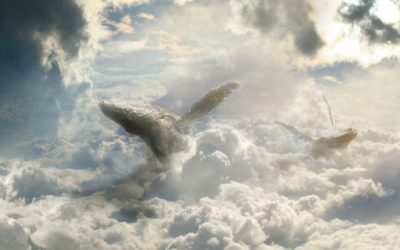 Pauza i premotavanje