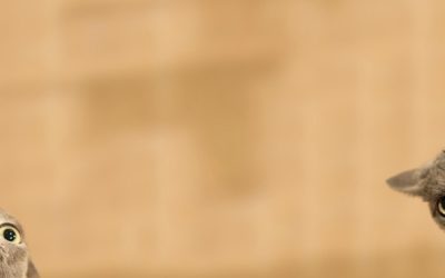 Šta smo sve saznali