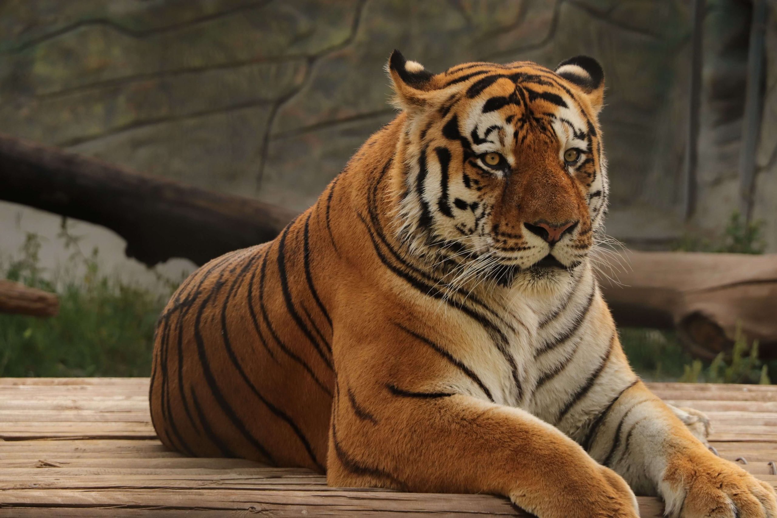 Tigar kolumna